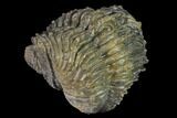 Wide Enrolled Drotops Trilobite - Spiny Phacopid #169566-5